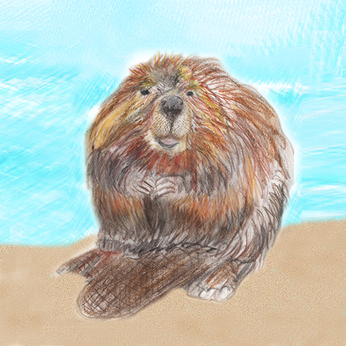 BeeZee Beaver portrait